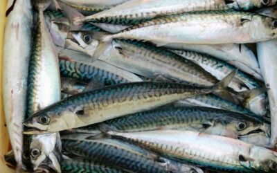 gray fish lot