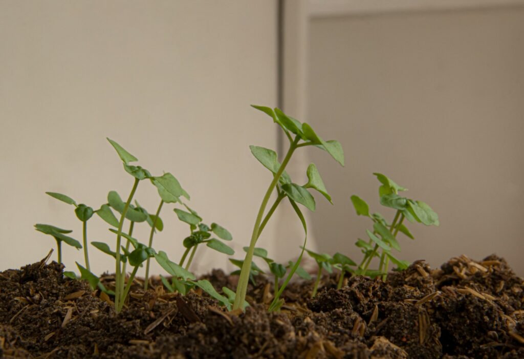 propiedades de la albahaca