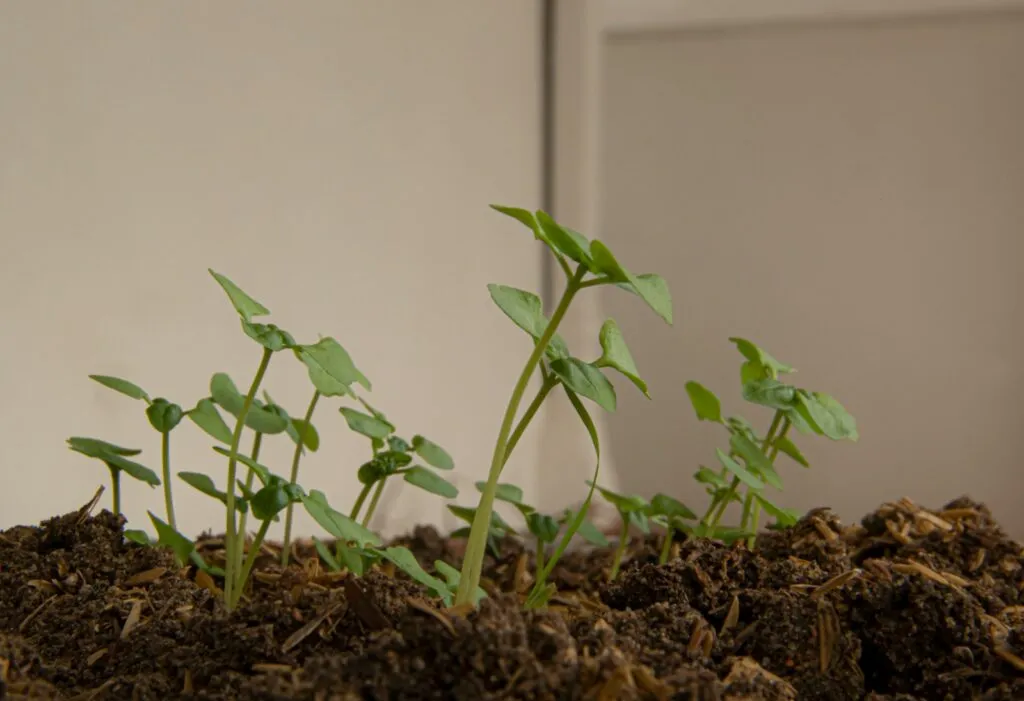 propiedades de la albahaca