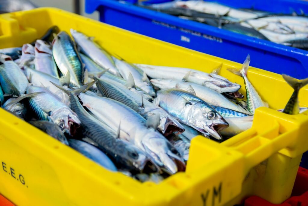 como guardar los pescados para su mantenimiento