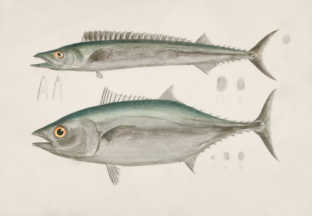 atun para el ceviche